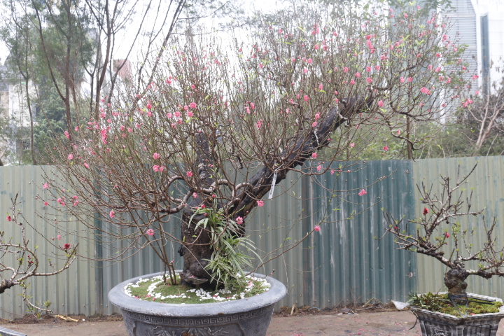 Đào cổ thụ gần trăm triệu xuống phố đón Tết