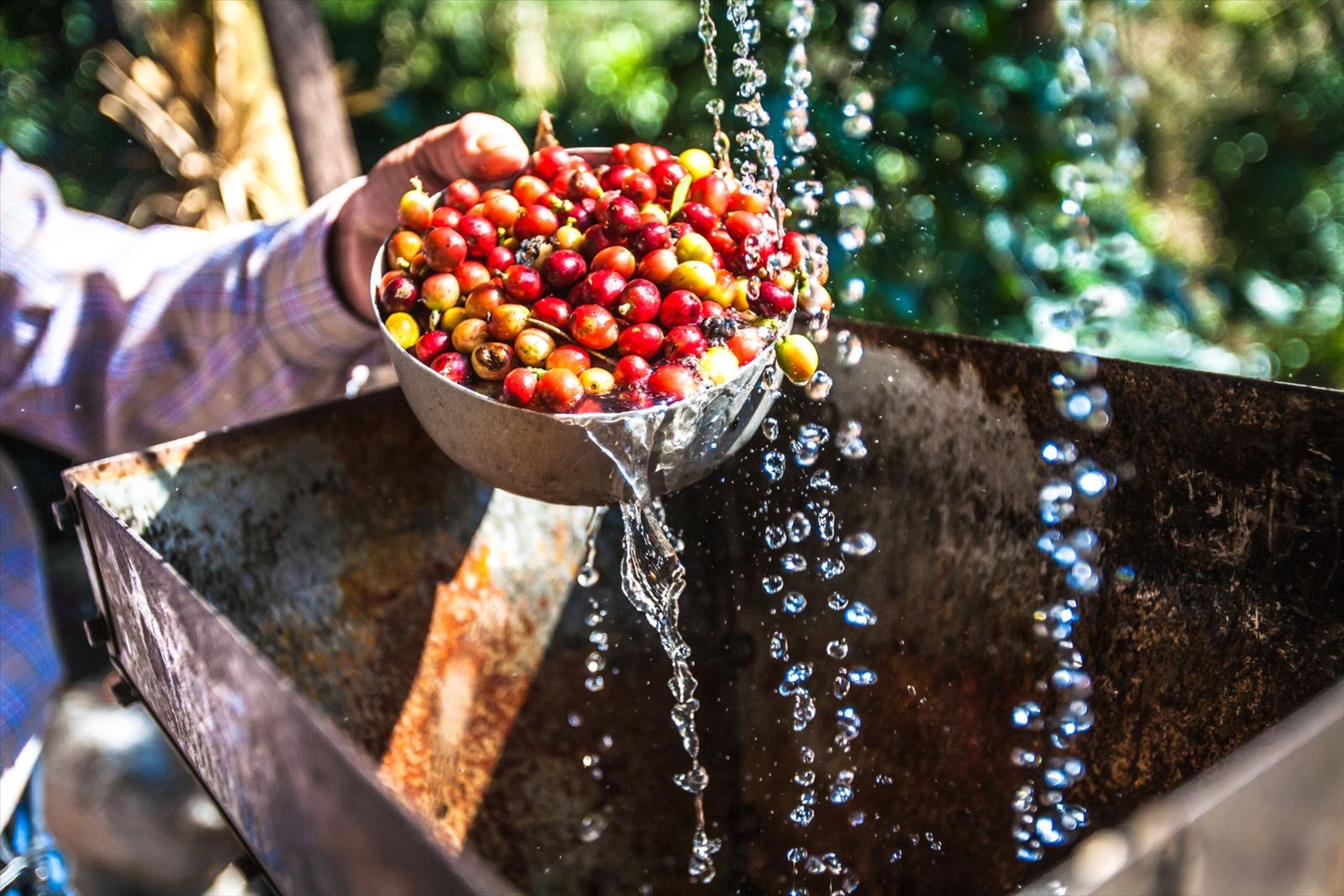 Giá cà phê hôm nay 271 Cà phê robusta quay đầu giảm