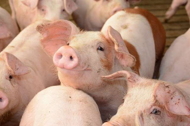 Giá heo hơi hôm nay 42 Tăng rải rác ở một vài địa phương
