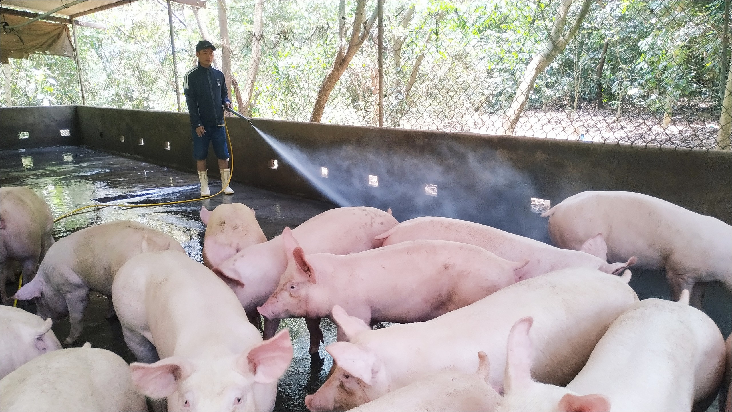 Giá heo hơi hôm nay 142 Đầu tuần tăng nhẹ