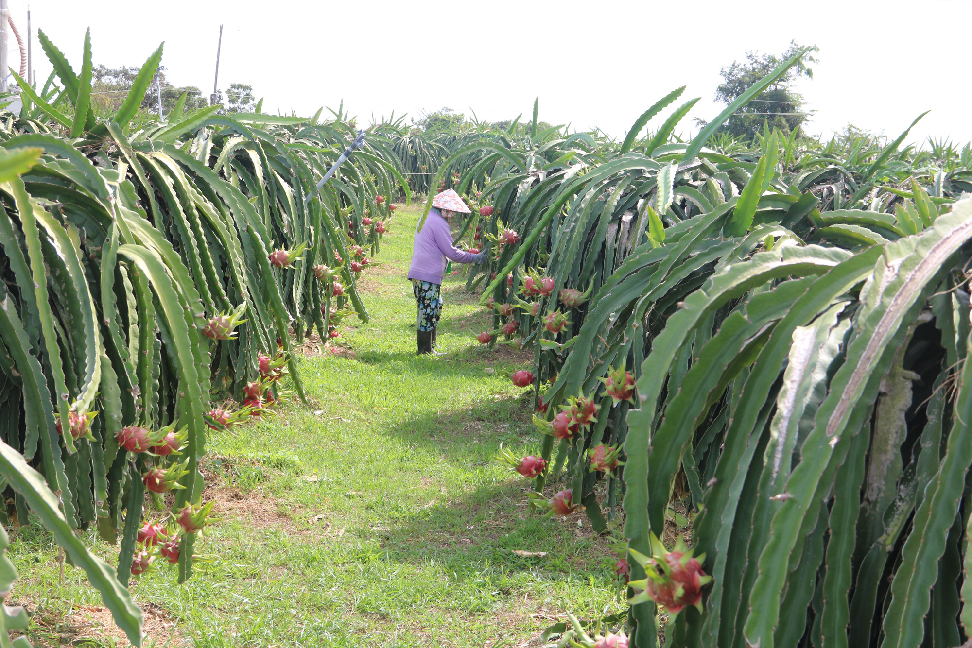 Giá thanh long giảm mạnh sau Tết nông dân lỗ nặng