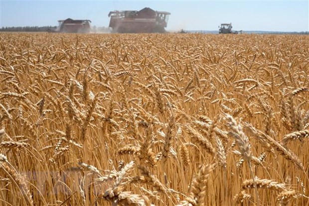 Giá lúa mỳ và ngô biến động mạnh khi căng thẳng NgaUkraine gia tăng
