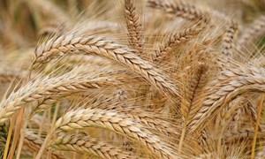 Nguồn cung thắt chặt có thể sẽ giúp cho giá lúa mì quay trở lại đà tăng 