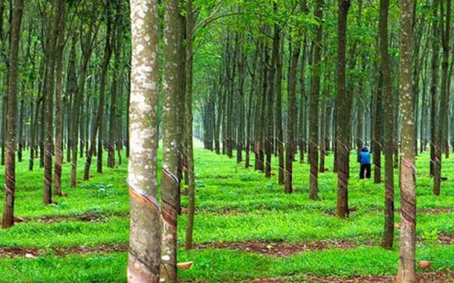 Cao su Phước Hòa PHR nhận quyết định thu hồi đất thực hiện dự án Khu công nghiệp VSIP III