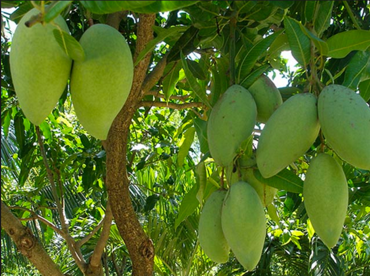 Giá xoài tại ĐBSCL đang ở mức thấp