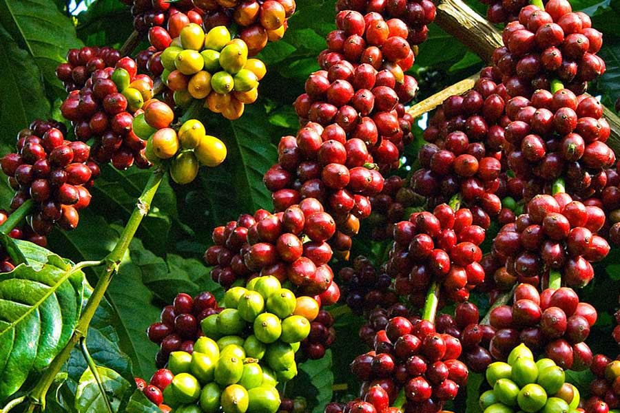 Giá cà phê hôm nay 153 Cà phê thế giới biến động trái chiều