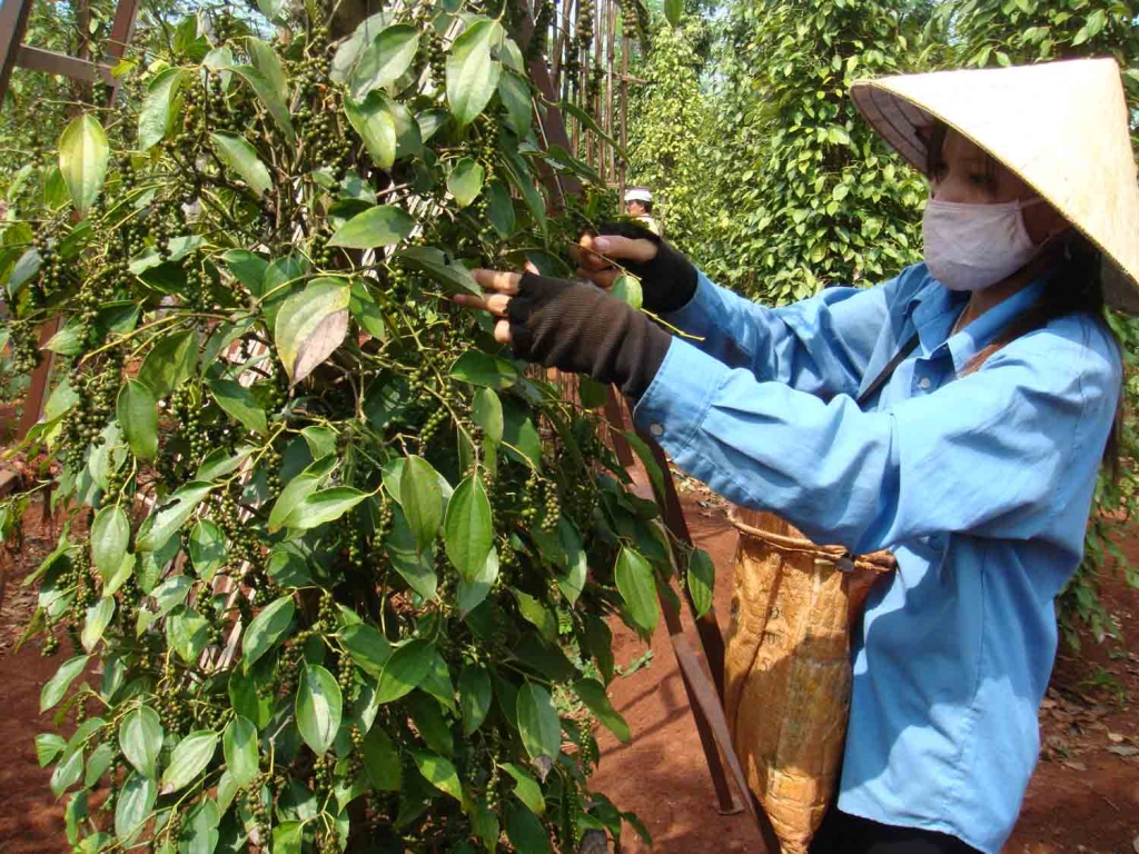 Giá tiêu hôm nay 153 Giá tiêu trong nước tăng ngược chiều thế giới