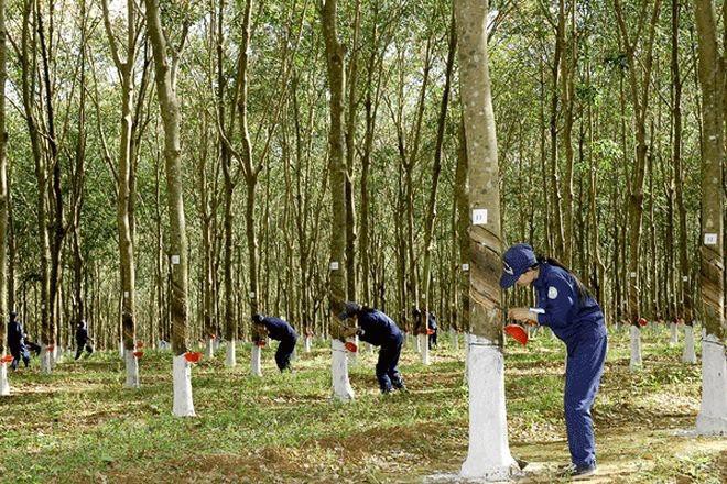 Cổ phiếu điều chỉnh sau chuỗi tăng nóng lãnh đạo DRI đồng loạt thoái vốn