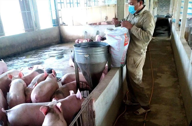Giá thức ăn chăn nuôi tăng giá lợn hơi liên tiếp giảm người chăn nuôi thua lỗ