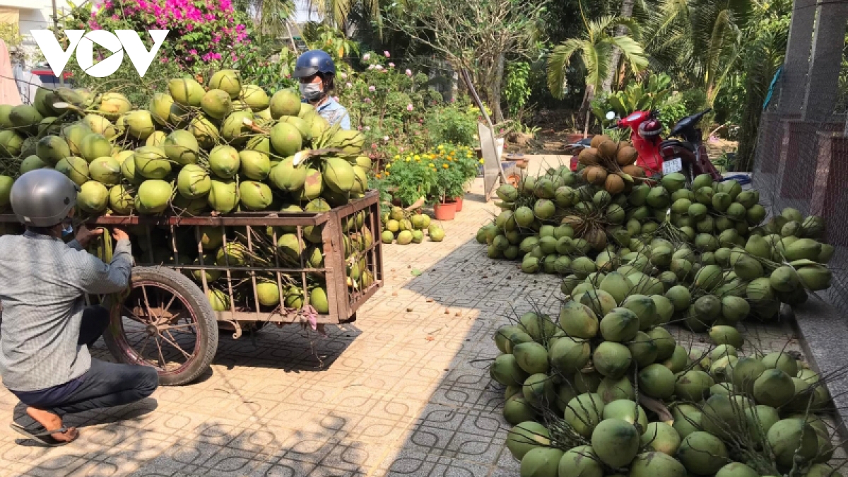 Nước ngọt dồi dào nhiều loại trái cây ở Tiền Giang trúng mùa trúng giá