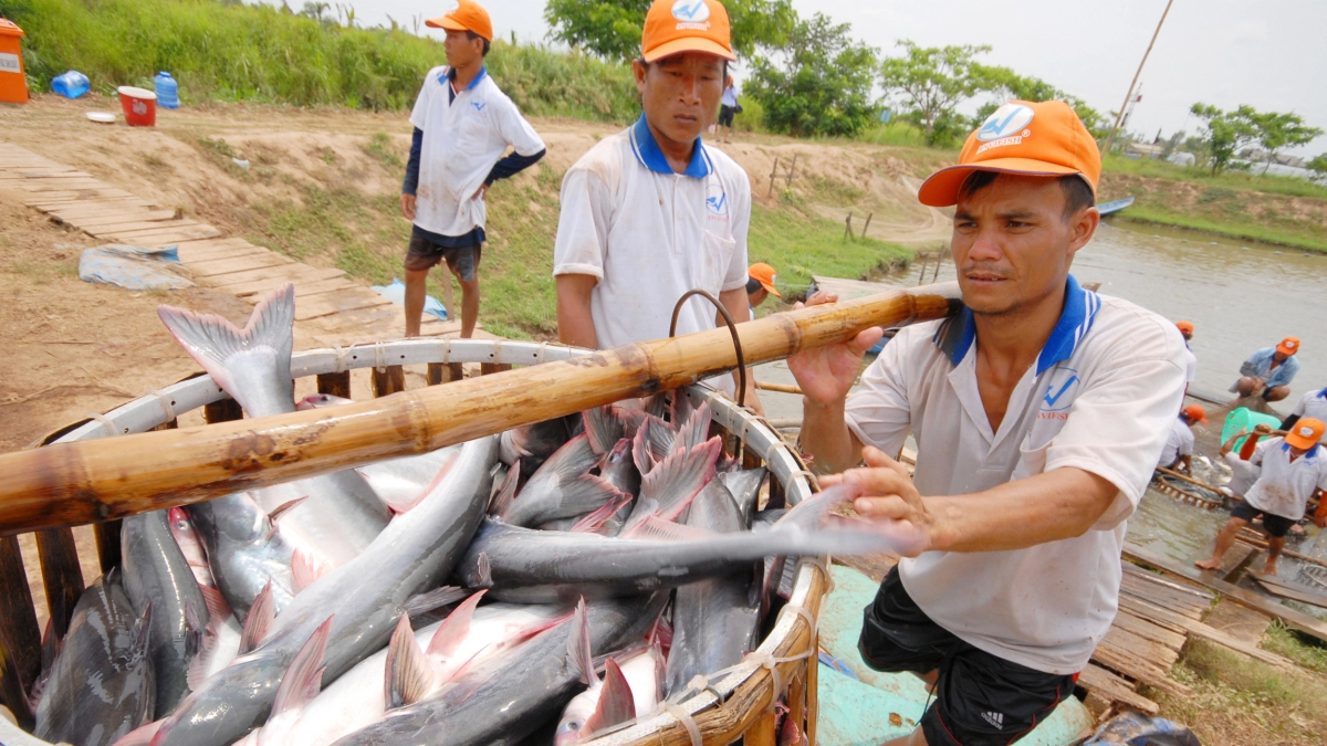 Xuất khẩu cá tra tăng 936 ở các thị trường lớn