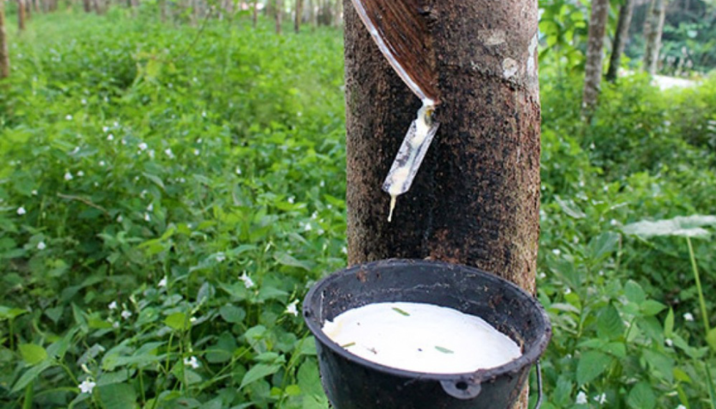 Cao su Việt Nam xuất khẩu sang Hàn Quốc tăng 79 so với cùng kỳ